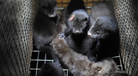 Fur farming feature copy