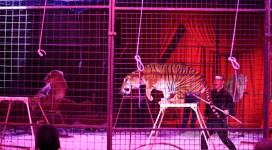 ban circus animals1200x661 copy