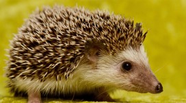 hedgehog1200x661 copy